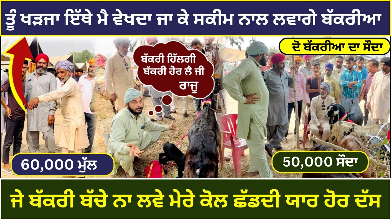 ਸਕੀਮ ਨਾਲ ਕਰਵਾਗਿਆ ਰਾਜੂ ਦੋ ਬੱਕਰੀਆ ਦਾ ਸੌਦਾ ਬੱਲੇ #tungwalibakramandi #rajudirba #goatfarming #goatfarm