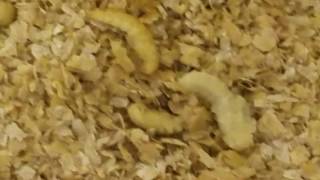 Starting a mealworm farm
