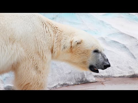 Video: Ist ein Bär ein Fleischfresser?