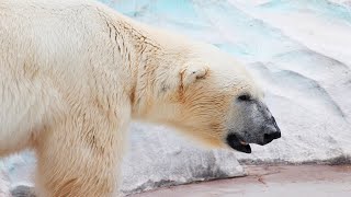 Eisbär - Der Größte Fleischfresser Auf Dem Land / Dokumentation