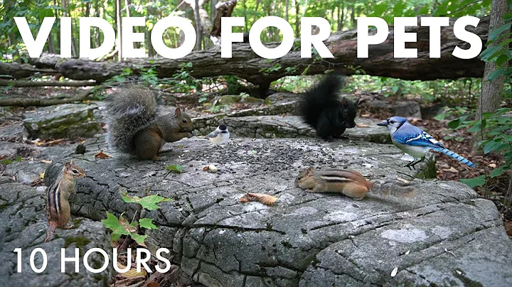Chipmunks, Squirrels, Birds and Forest Friends - 10 Hour Cat TV for Pets to Watch - Sept 22, 2025