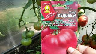 УРОЖАЙНЫЕ, ШИКАРНЫЕ САЛАТНЫЕ ТОМАТЫ. СЕМЕНА НЕ СООТВЕТСТВУЮТ ДЕЙСТВИТЕЛЬНОСТИ. УРОЖАЙНЫЕ, ШИКАРНЫЕ САЛАТНЫЕ ТОМАТЫ. СЕМЕНА НЕ СООТВЕТСТВУЮТ ДЕЙСТВИТЕЛЬНОСТИ.