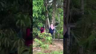 Dokok-Dokok Na Daenge