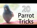 20 fun parrot tricks