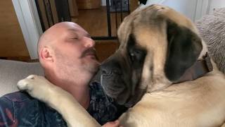 The Day This 200lb Mastiff Decided This Man Was His—He's Never