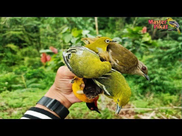 🔴PIKAT BURUNG dapat KUTILANG EMAS, SIRTU, PLECI dan MERBAH BELUKAR class=