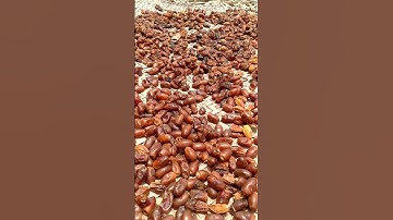 Dry Fruit🌴Dates Processing .#trending #satisfying #shorts