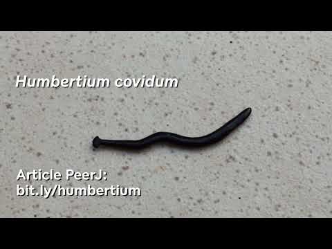 Humbertium covidum