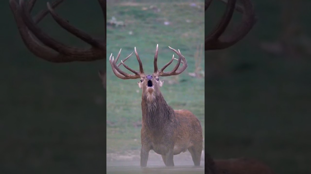 Rusa jantan Perkasa||