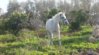 the summer of beautiful white horse Quizlet provides ballad white horse activities, flashcards and games start learning today for free the summer of the beautiful white horse pious descendent. the summer of beautiful white horse Quizlet provides ballad white horse activities, flashcards and games start learning today for free the summer of the beautiful white horse pious descendent.