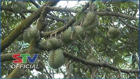 STV - Sản phẩm OCOP tạo động lực thúc đẩy Hợp tác xã phát triển