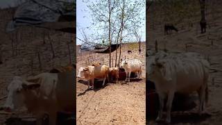 #rancho #ganaderia #Potrero #vacas #parati