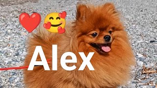 Pomeranian Alex - Let's go for a walk