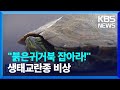 “붉은귀거북을 잡아라!”…생태교란종 퇴치 비상 / KBS  2024.06.03.