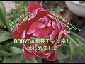 BODYQA園芸チャンネル始めました