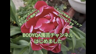 BODYQA園芸チャンネル始めました