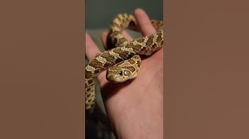 Thumbnail of Adorable baby hognose snake! #hognosesnake #hognose #reptiles #cuteanimals #babysnake #snakes #cute