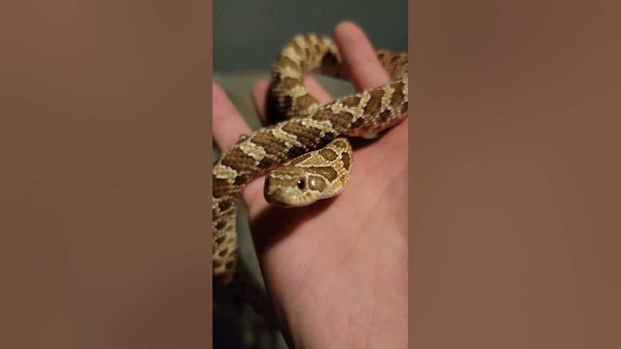 Adorable baby hognose snake! #hognosesnake #hognose #reptiles #cuteanimals #babysnake #snakes #cute Adorable baby hognose snake! #hognosesnake #hognose #reptiles #cuteanimals #babysnake #snakes #cute