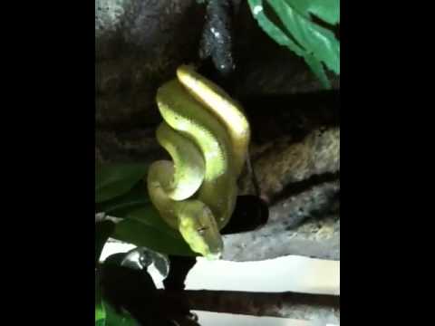 Caudal luring
