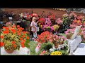 PODA DE GERANIO enseño el resultado en el vídeo de su impresionante floración 🌺🦅