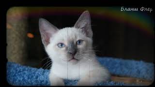Питомник тайских кошек "SharmelThai" litter "В" Питомник тайских кошек "SharmelThai" litter "В"