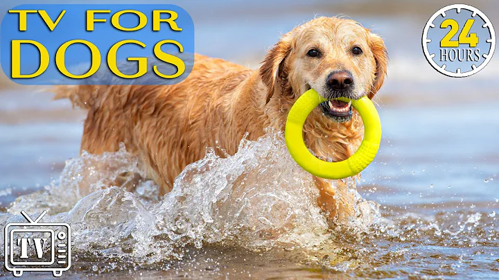 24 Hours of Music for Dogs with Anxiety: TV for Dogs & Boredom Busting Videos with Music for Dogs