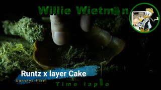 Week 1 & 2  met Runtz x layer Cake