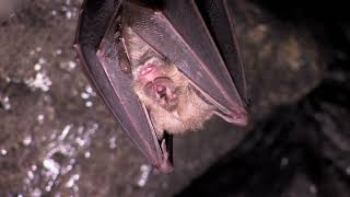 Greater Horseshoe Bat by Steve Evans 286 views 7 months ago 2 minutes, 15 seconds