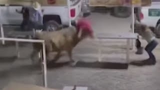 Party Bus, the jumping bull at Sisters Rodeo, ‘athletic, dangerous’
