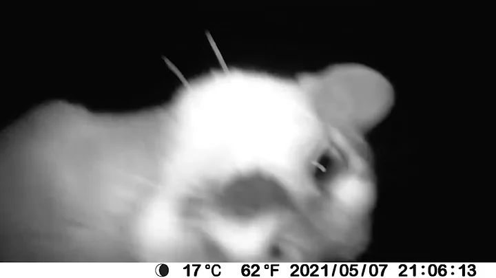 Mountain Kitty Toy || ViralHog