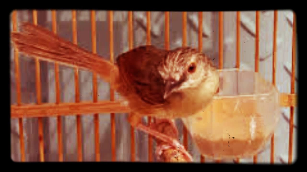 MASTERAN BURUNG CIBLEK GUNUNG 