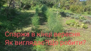 картинка: Спаржа в кінці вересня.Як виглядає Що робити?
