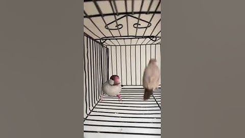 Fawn Java #fawnjava #everyone #sparrow