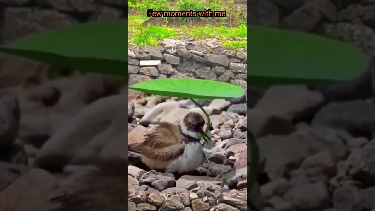 Nature shorts #cutebird#ytshorts #rainsounds