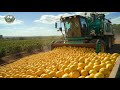 2 5 Billion Pounds Of Lemon Are Harvested And Processed In America This Way Agriculture Technology