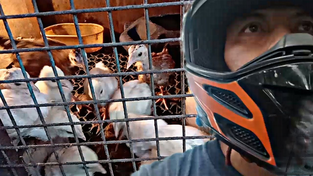 45 Days Na Sisiw tonyvlogs YouTube 45-days-na-sisiw-tonyvlogs-youtube