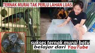 SUKSES TERNAK MURAI BATU SISTEM POLIGAMI