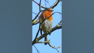 European Robin