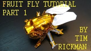 Fruit Fly Tutorial, Tim Rickman (Part 1)