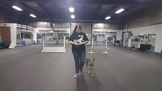 First Directed Jumping Lesson with Blue