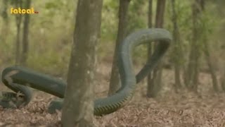 [นาคี] สุดยอด CG - เมื่องูเขียวโดนเครื่องรางพญาครุฑ (10/10/59)
