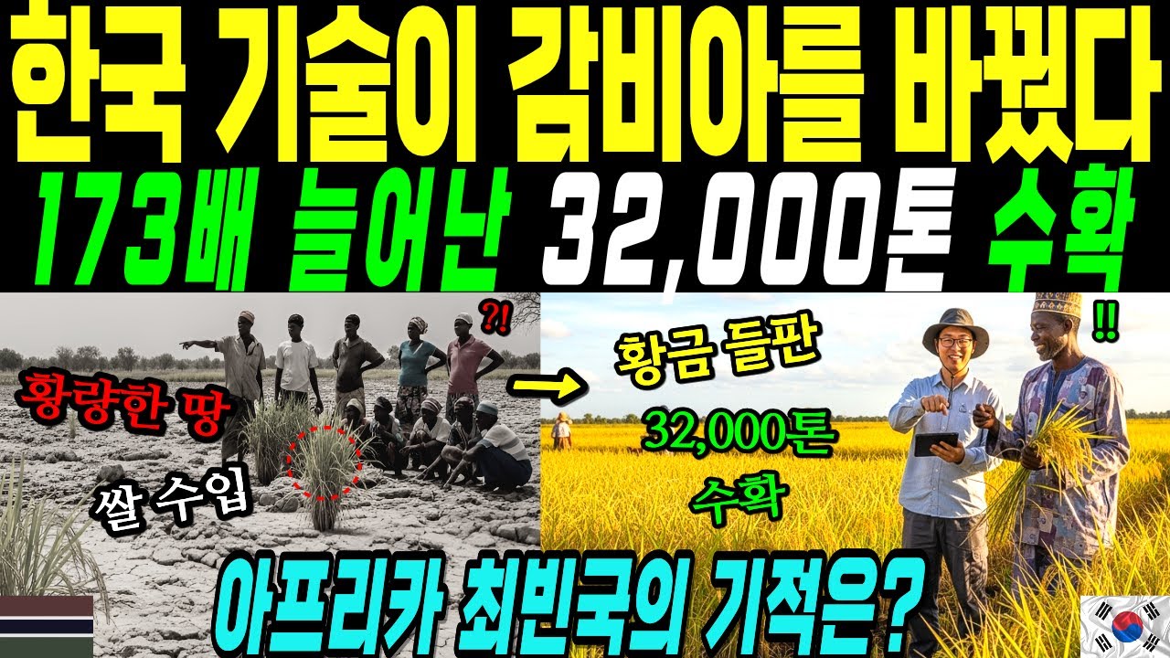 가장 가난한 나라에서 쌀이? 32,000톤 수확! K-라이스벨트의 비밀 감비아 [해외감동사연]