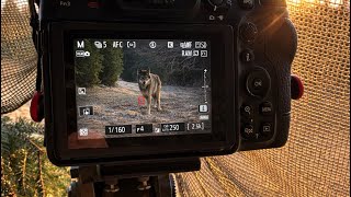 Posledná výprava za vlkmi v Poľsku 