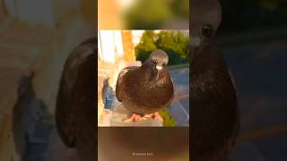 Animals With down syndrome