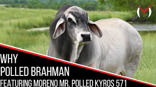 WHY POLLED BRAHMAN: Featuring Moreno Mr. Polled Kyros 571