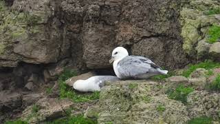 Fulmar Whitburn Country park Co Durham 19th May 24