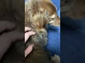背中かいてとお喋りするはなちゃん✩Hana who talks with her back【多頭飼い】【ダックスフンド】【Dachshund】【short】