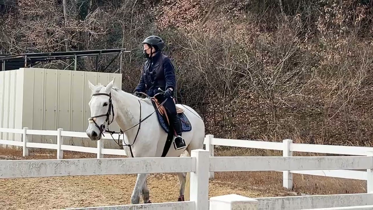今日の速歩から駈歩