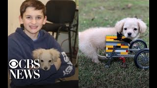12-year-old boy builds Lego wheelchair for dog born without legs