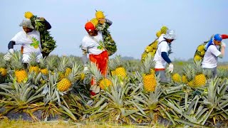 Proceso de cultivo y cosecha de piña - planta móvil de procesamiento de jugo de fruta de piña